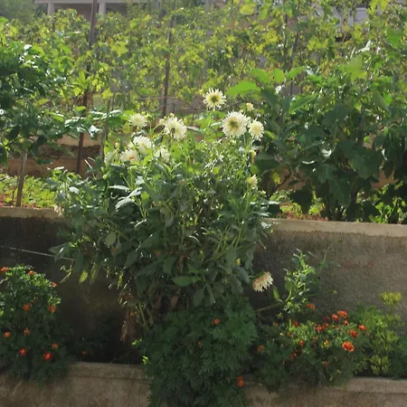 Daire By The Sea Kali, Ugljan - 8503 *